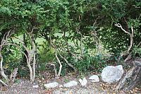 IMG 0661