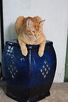 IMG 3100