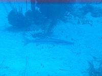 IMG 4927
