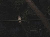 IMG 2558