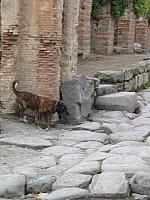 IMG 0619