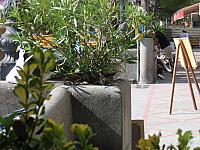 IMG 0539