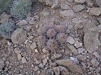 IMG 0071