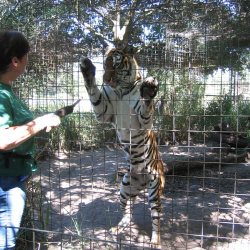 bigcat2005