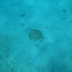 cruise102006