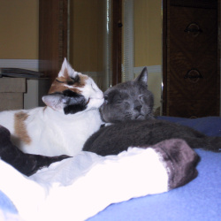 cats