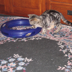 cleo