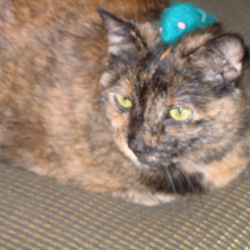 molly